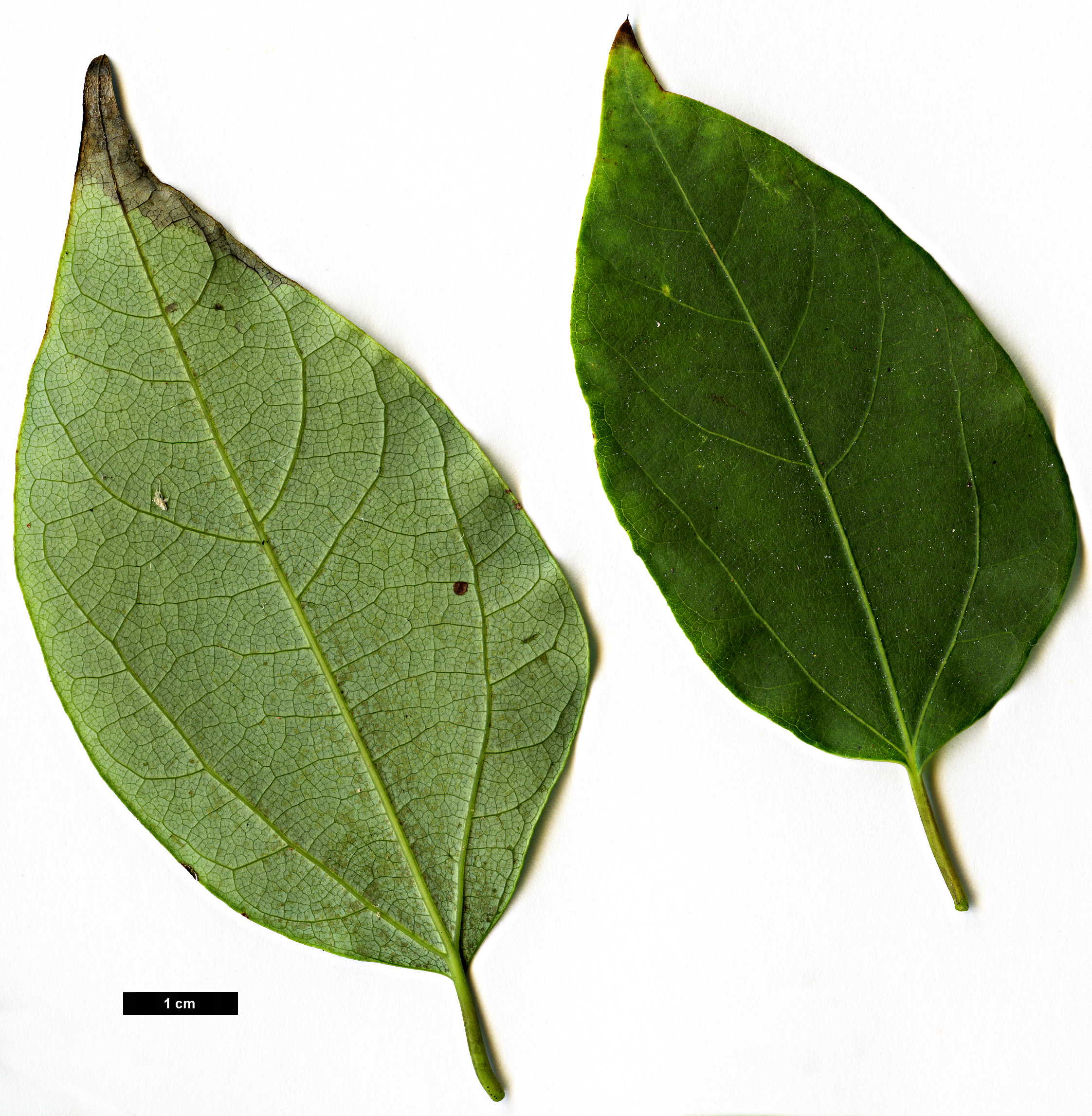 High resolution image: Family: Lauraceae - Genus: Lindera - Taxon: neesiana